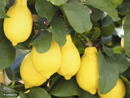 Lemon PlantHybrid Esey To Grow No Nead To extra Care [ S351]