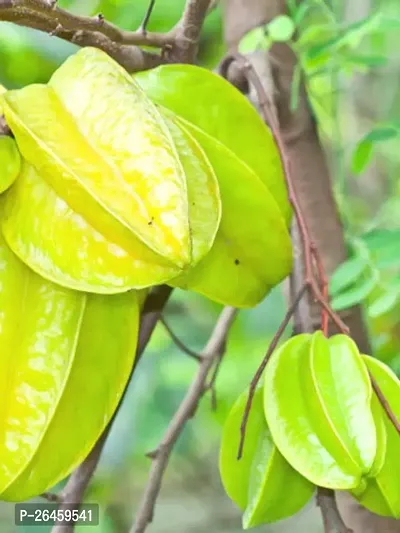 Star Fruit Carambola Grafted Plant