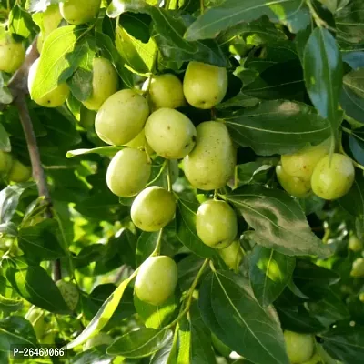 Ber Apple Plant-thumb0