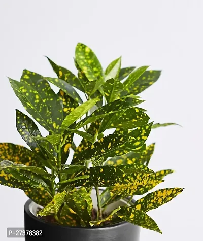 BALUBITA Hybrid Croton Plant[BB1778]-thumb0