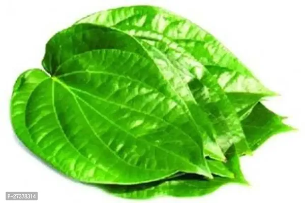 BALUBITA Hybrid Betel Leaf Plant[BB1710]