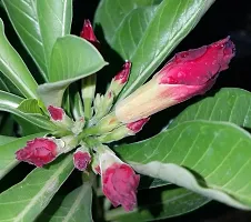 BALUBITA Hybrid Adenium Plant[BB1769]-thumb1