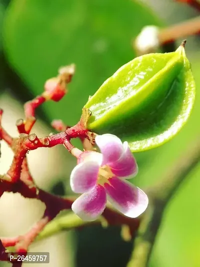 Star Fruit Carambola Grafted Plant-thumb0