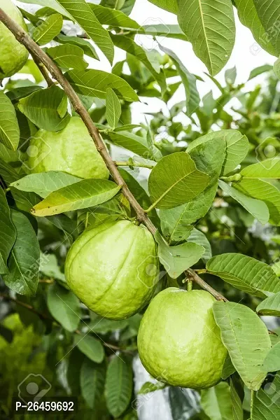 Guava Plant