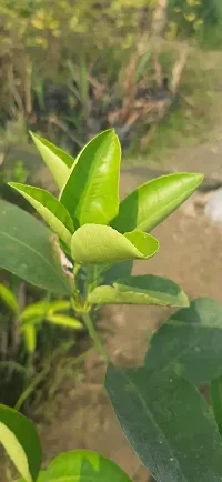 BALUBITA Hybrid Lemon Plant[BB1909]-thumb1