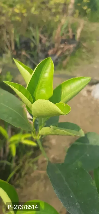 BALUBITA Hybrid Lemon Plant[BB1909]-thumb2