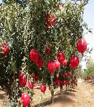 Fulmala Nursery Pomegranate Plant Height 1.2-1.425 Fit, With Growing Bag-thumb0