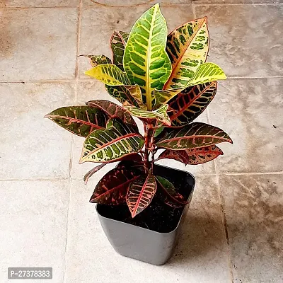 BALUBITA Hybrid Croton Plant[BB1779]-thumb0