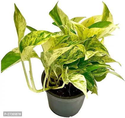 BALUBITA Hybrid Money Plant[BB1566]-thumb0