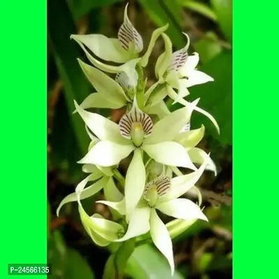 Orchid PlantHybrid Esey To Grow No Nead To extra Care [ S21]-thumb0