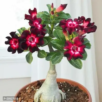 Adenium Desert Rose Home Decor