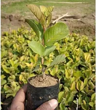 BALUBITA Hybrid Guava Plant[BB1788]-thumb1