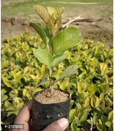 BALUBITA Hybrid Guava Plant[BB1788]-thumb2