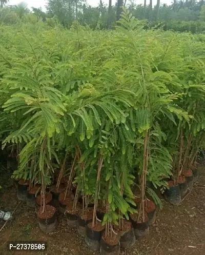 BALUBITA Hybrid Amla Plant[BB1901]-thumb3