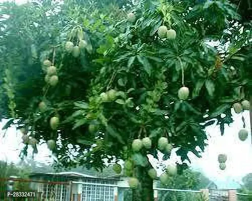 Fulmala Nursery Mango Plant Height 1.2-1.369 Fit, With Growing Bag