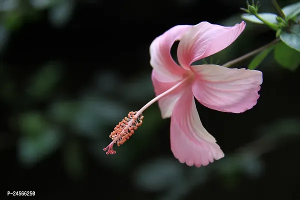 Hibiscus PlantHybrid Esey To Grow No Nead To extra Care [ S134]-thumb0