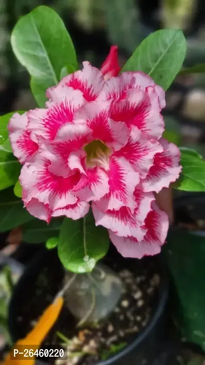 Adenium Plant