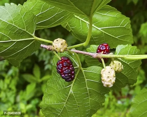 Shahtoot/Mulberry Plant