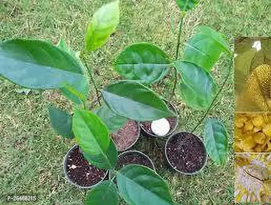 Jack Fruit Plant