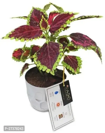 BALUBITA Hybrid Coleus Plant[BB1640]-thumb0