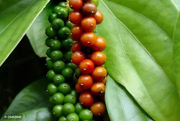 Black Pepper Plant