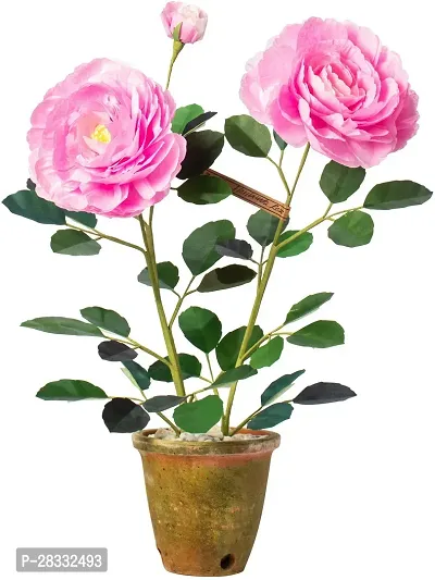 Fulmala Nursery Rose Plant Height 1.2-1.386 Fit, With Growing Bag