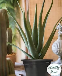 BALUBITA Hybrid Aloe Vera Plant[BB1596]-thumb1