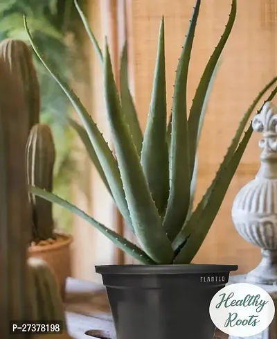 BALUBITA Hybrid Aloe Vera Plant[BB1596]-thumb2