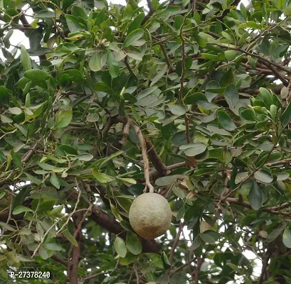 BALUBITA Hybrid Custard Apple Plant[BB1637]-thumb2