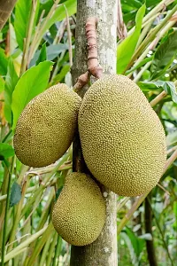 Fulmala Nursery Jack Fruit Plant Height 1.2-1.406 Fit, With Growing Bag-thumb1