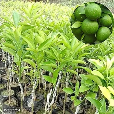 BALUBITA Hybrid Lemon Plant[BB1651]-thumb0