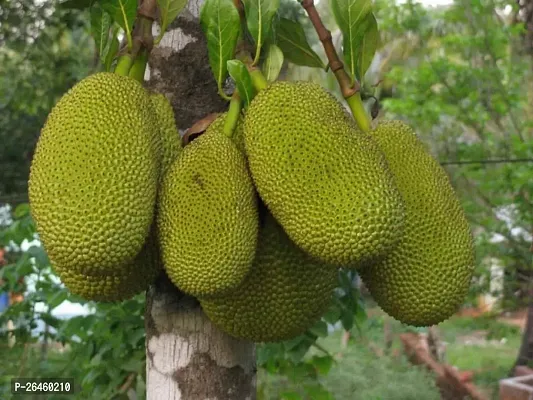 Jack Fruit Plant-thumb0