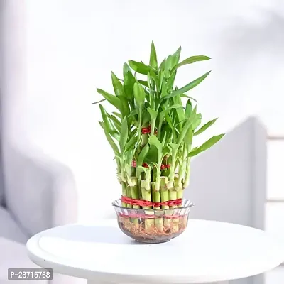 Lucky Bamboo Plant-thumb0