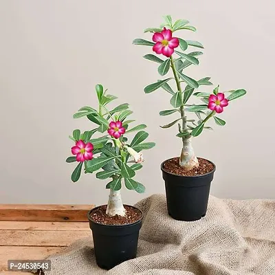 BALUBITA Grafted Pink Adenium Flower Plant With  Pot Pack Of 2-thumb0