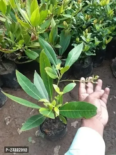 Natural Rudraksh Live Plant