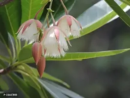 Natural Rudraksh Live Plant-thumb1