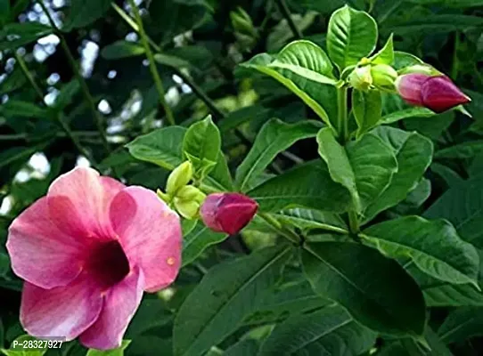 BALUBITA ALAMUNDA FLOWER PLANT WITH GROWING BAG