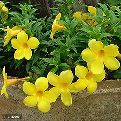 YELLOW ALAMUNDA FLOWER PLANT-thumb0