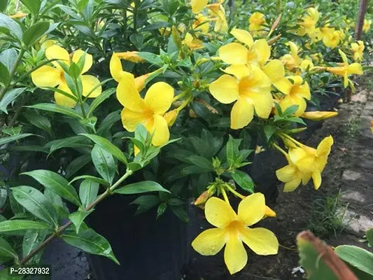 YELLOW ALAMUNDA FLOWER PLANT