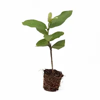 Guava Plant Hybrid And Grafted Plant Easy To Grow-thumb1