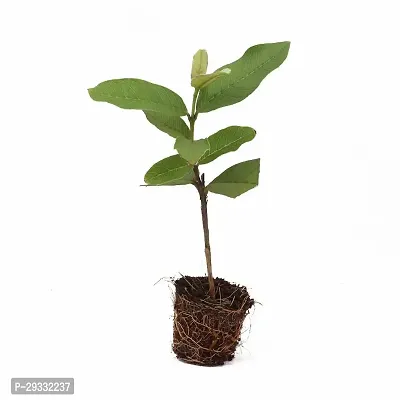 Guava Plant Hybrid And Grafted Plant Easy To Grow-thumb2