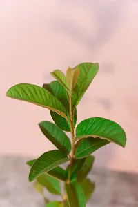 Guava Plant Hybrid And Grafted Plant Easy To Grow-thumb2