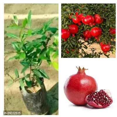 Hybrid Pomegranate Plant