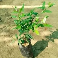 Hybrid Pomegranate Plant-thumb1