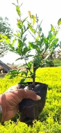 Hybrid Pomegranate Plant-thumb2