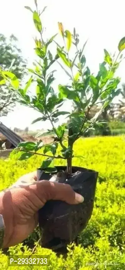 Hybrid Pomegranate Plant-thumb3