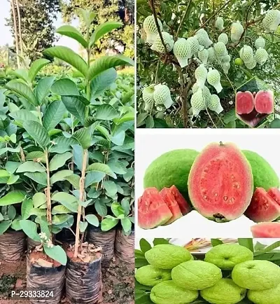 Guava Plant  Hybrid And Grafted Plant Easy To Grow