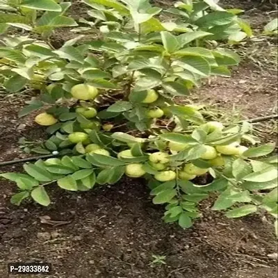 Guava Plant Hybrid-thumb0