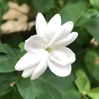 Jasmin Flower Plant With Growing Bag-thumb1