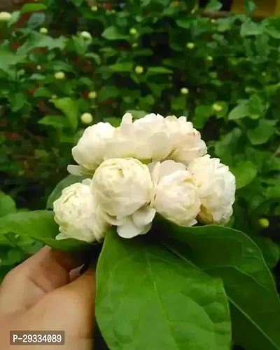 Jasmin Flower Plant With Growing Bag